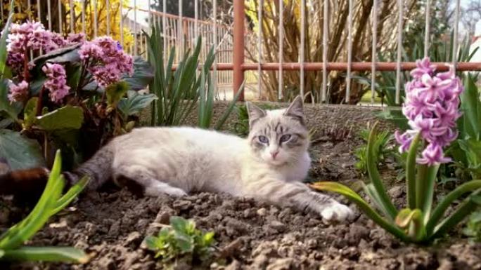 猫躺在花园里门前院落动植物菜园子鲜花一只