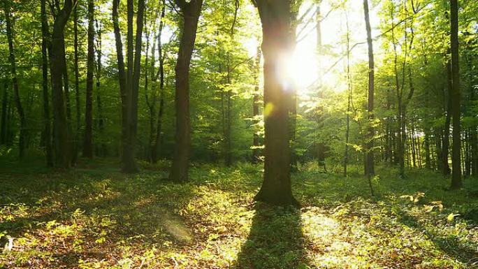 高清时间重叠：有阴影和阳光的绿色森林
