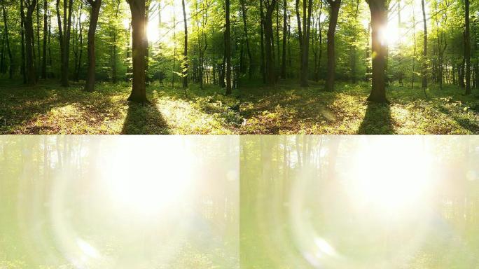 高清时间重叠：有阴影和阳光的绿色森林