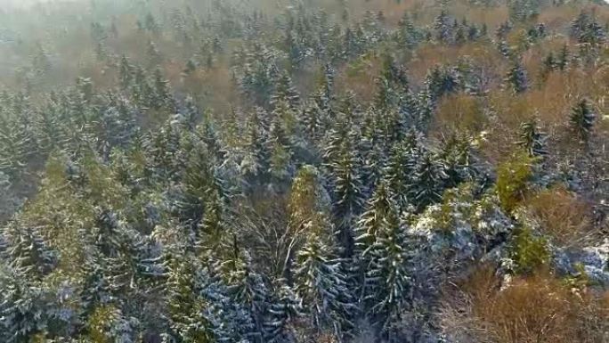 冬季空中混交林
