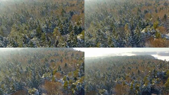 冬季空中混交林