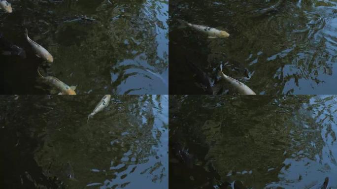 一群鲤鱼在池塘里游泳，4k