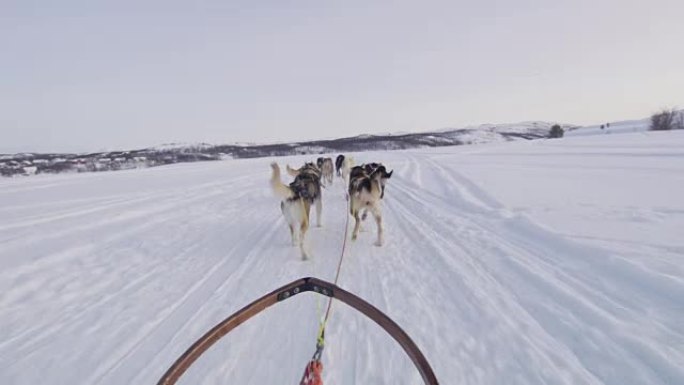 POV狗在挪威的雪地里拉雪橇