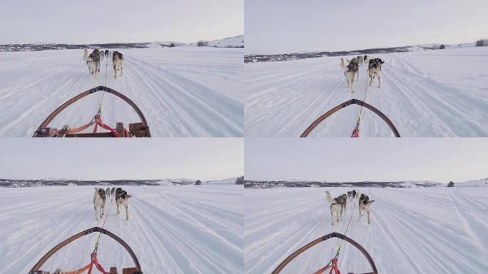 POV狗在挪威的雪地里拉雪橇