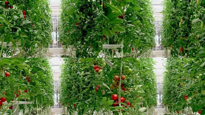 WS温室中的番茄植物