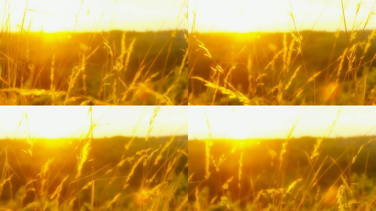 高清DOLLY:日落穿过草叶