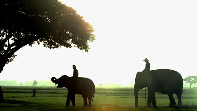 泰国日出时，人们与大象在稻田里的剪影场景。