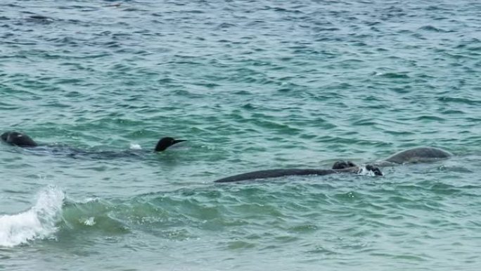 海象海象打架大海海面野生动物生物