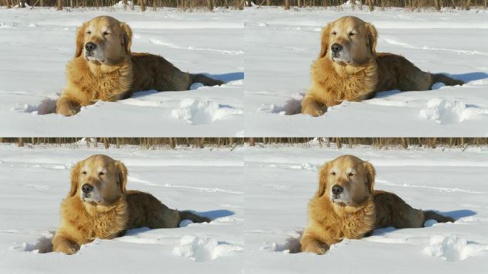 HD DOLLY：金毛寻回犬享受冬天