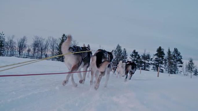 SLO MO雪橇犬在黎明时在雪地上奔跑