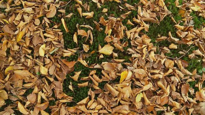 高清：长满落叶的苔藓地面