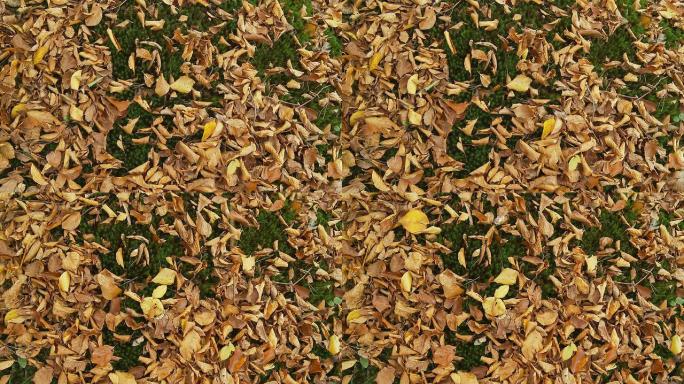 高清：长满落叶的苔藓地面