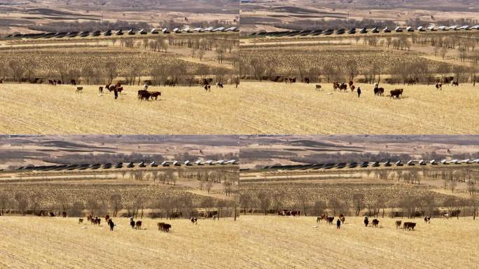 牛群野外放牧