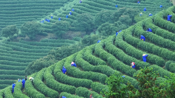 春天农民在茶园中采摘茶叶