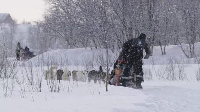 SLO MO狗在挪威的雪地里雪橇