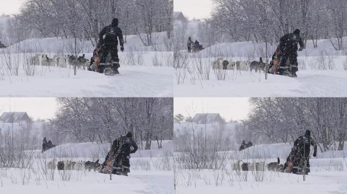 SLO MO狗在挪威的雪地里雪橇