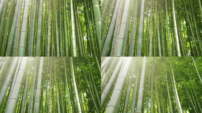 美丽的竹林的特写提升镜头，树叶和阳光透过树顶。