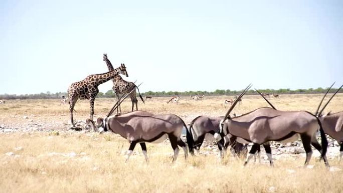 水坑边的长颈鹿和大羚羊