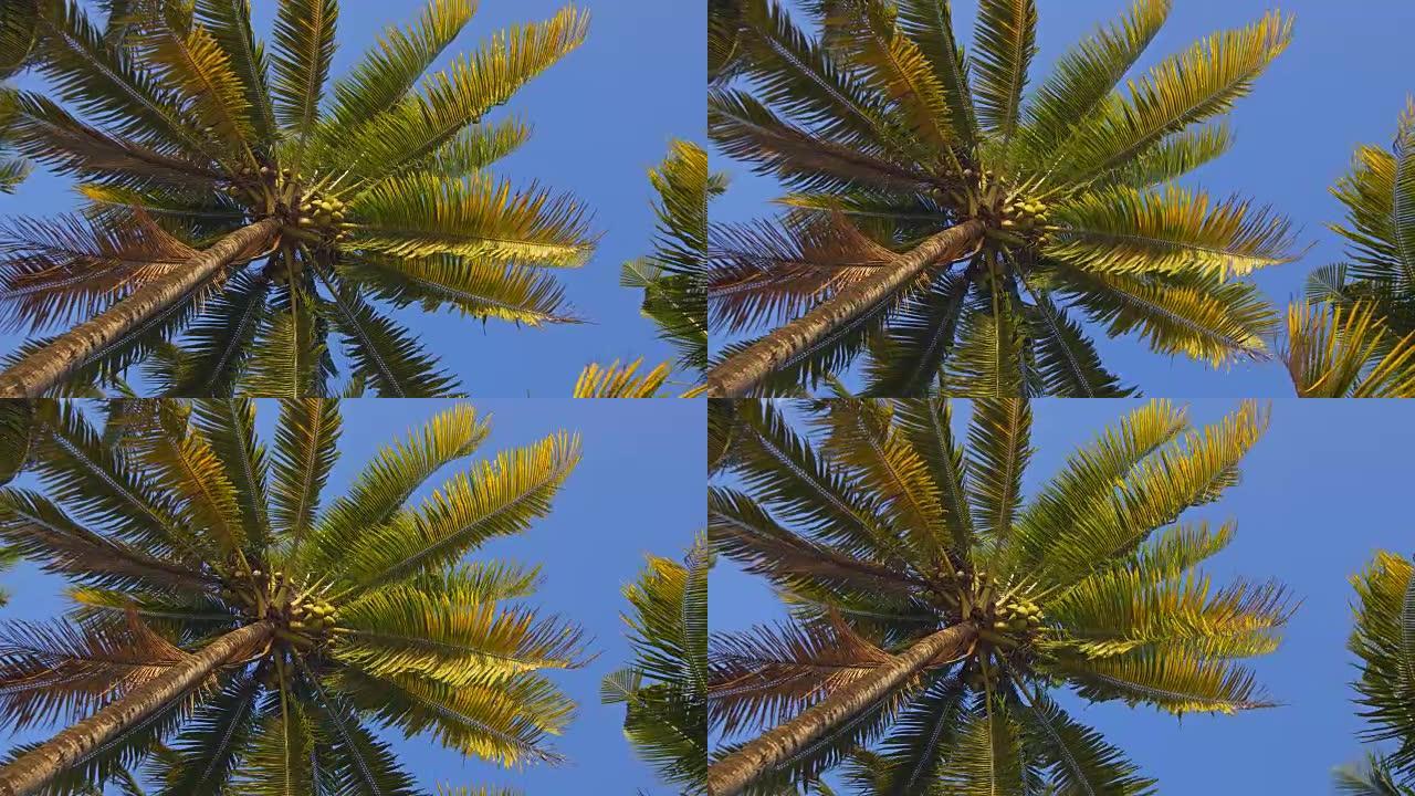 躺在海滩上，仰望椰树
