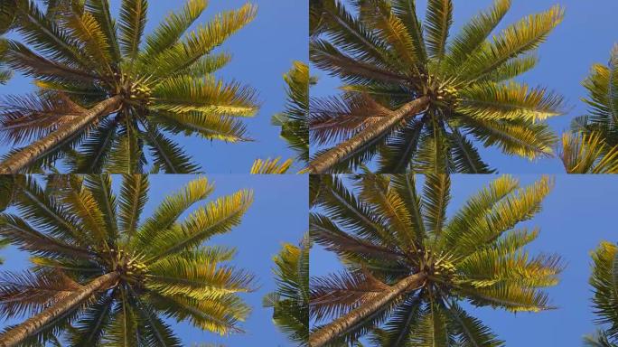 躺在海滩上，仰望椰树