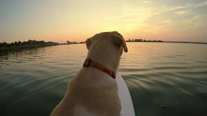 日落时，男人和他的狗一起划船