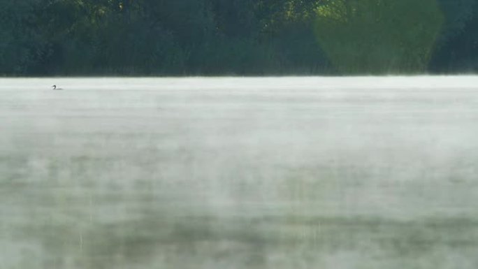 高清：湖上的鸭子野鸭子水鸭水面雾气