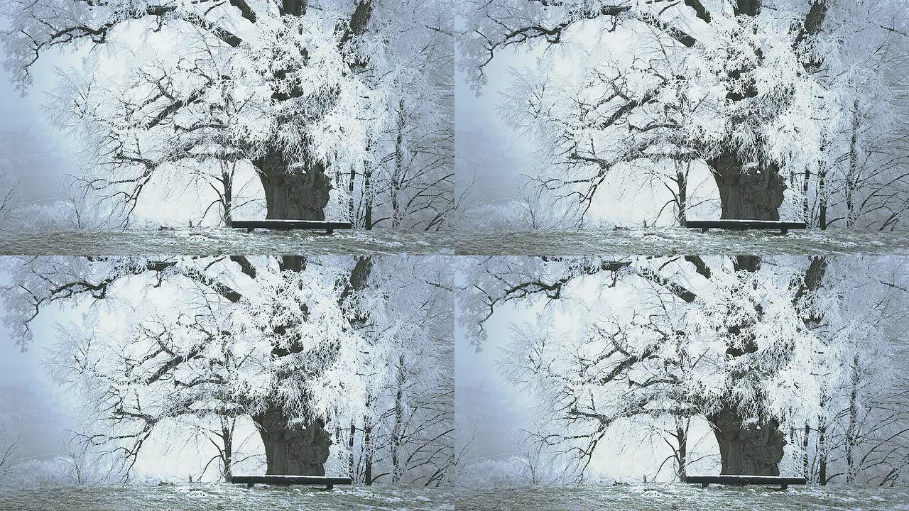 HD：冬季树和长椅