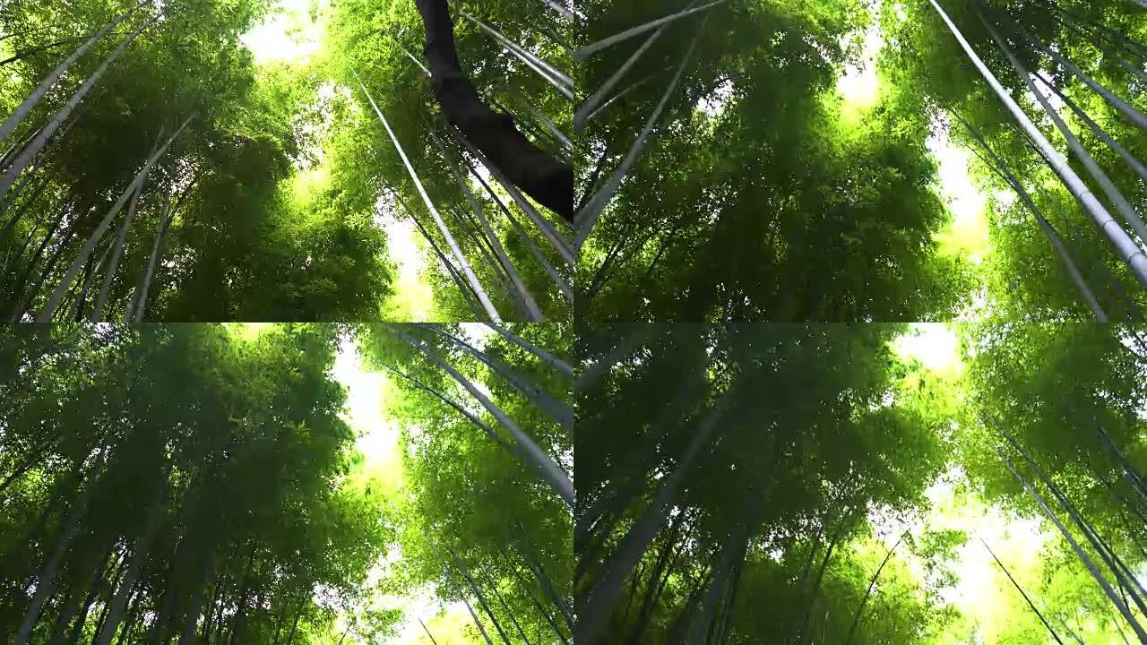 美丽的竹林的高角度滑行镜头，树叶和阳光照在树顶。