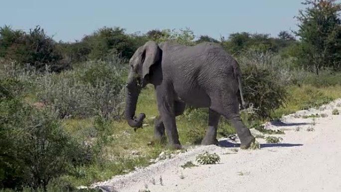 非洲大象十字路口群