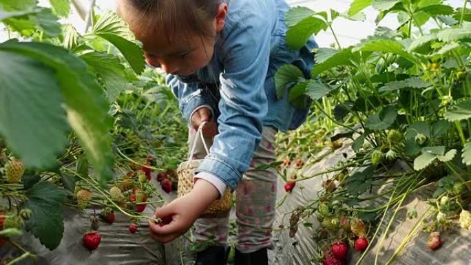 一个亚洲小女孩在农场采摘草莓