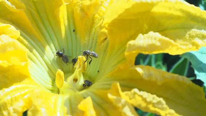 SLO MO蜜蜂在南瓜花上收集花粉