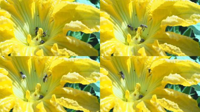 SLO MO蜜蜂在南瓜花上收集花粉
