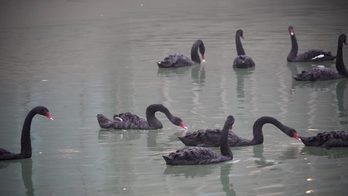 傍晚水池里的黑天鹅