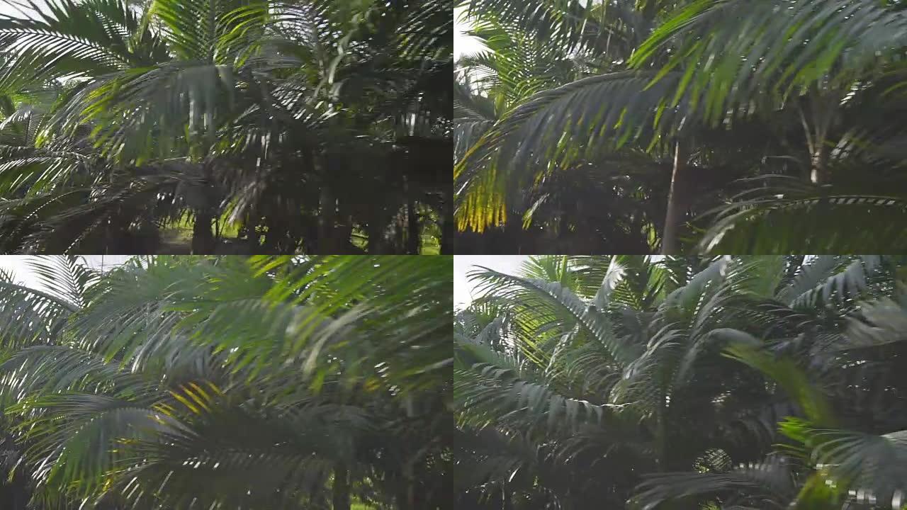 路过热带丛林行车记录街拍车载镜头