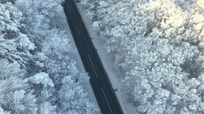 冬季森林中的空中公路