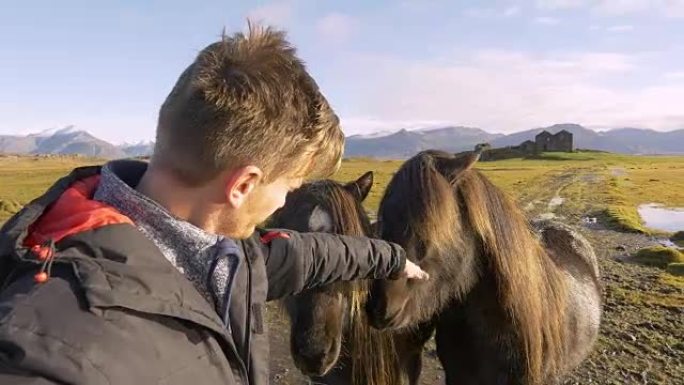 男子喂养冰岛马