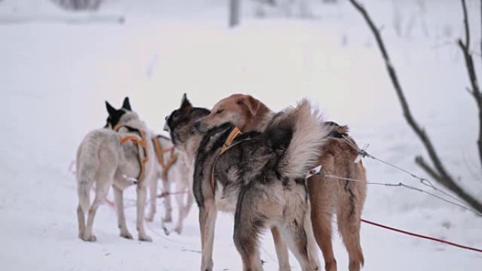 SLO MO雪橇狗休息