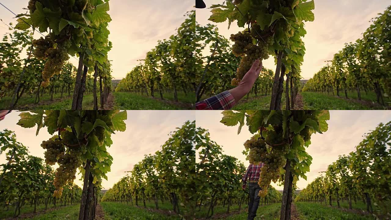 DS农民检查葡萄园中的葡萄