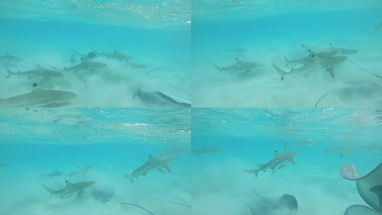 水下: 鲨鱼和黄貂鱼用白沙将碧绿的海洋弄得浑浊。