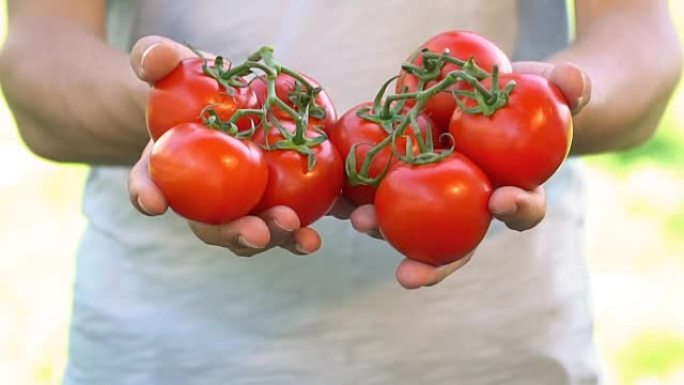 番茄收获-慢动作手中柿子丰收