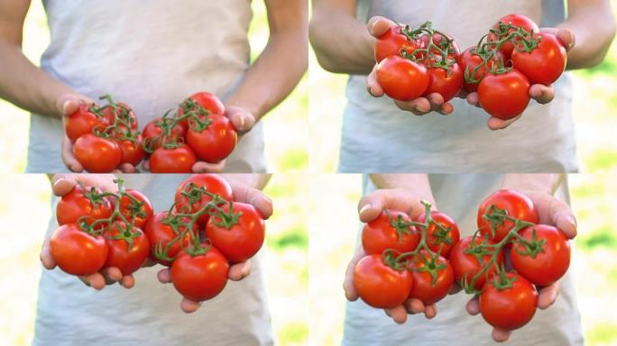 番茄收获-慢动作手中柿子丰收