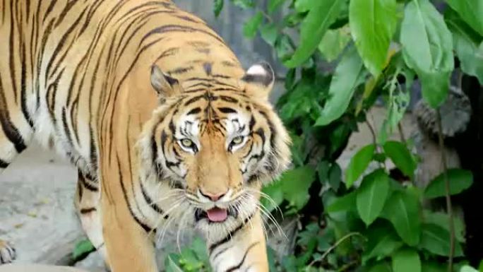 生活在森林中的老虎孟加拉，4K(UHD)