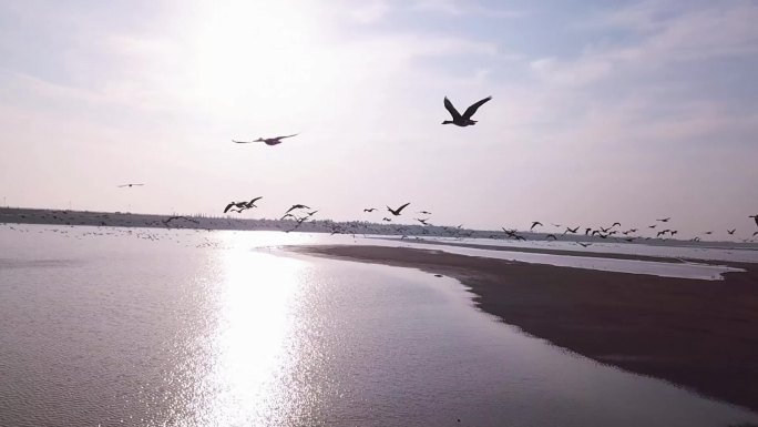 鄱阳湖日落候鸟起飞