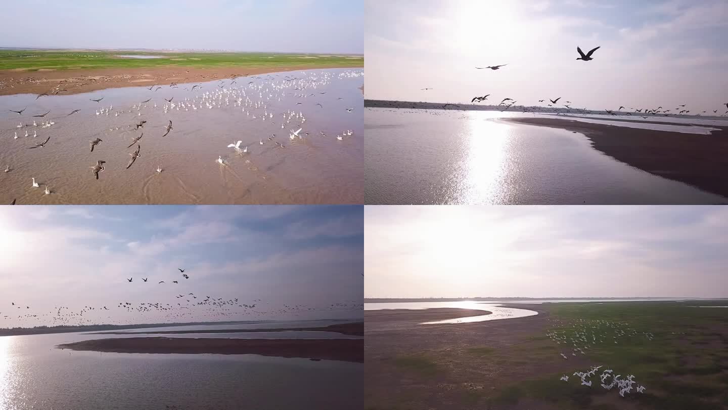 鄱阳湖日落候鸟起飞
