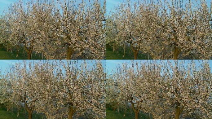 HD DOLLY：果园里的樱花树
