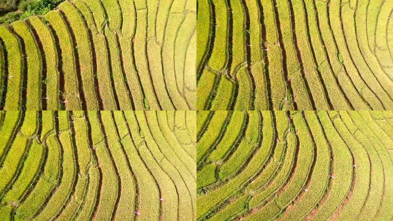 多恩稻田稻田的鸟瞰图