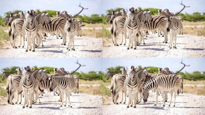 非洲大草原的斑马视频素材野生动物园狩猎旅