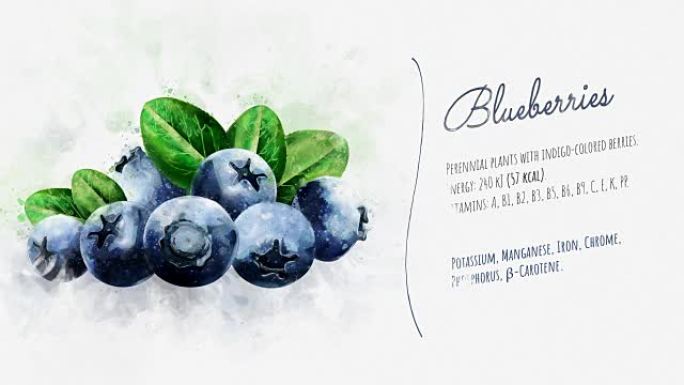 蓝莓的有用特性浅色模板简介模板图文模板