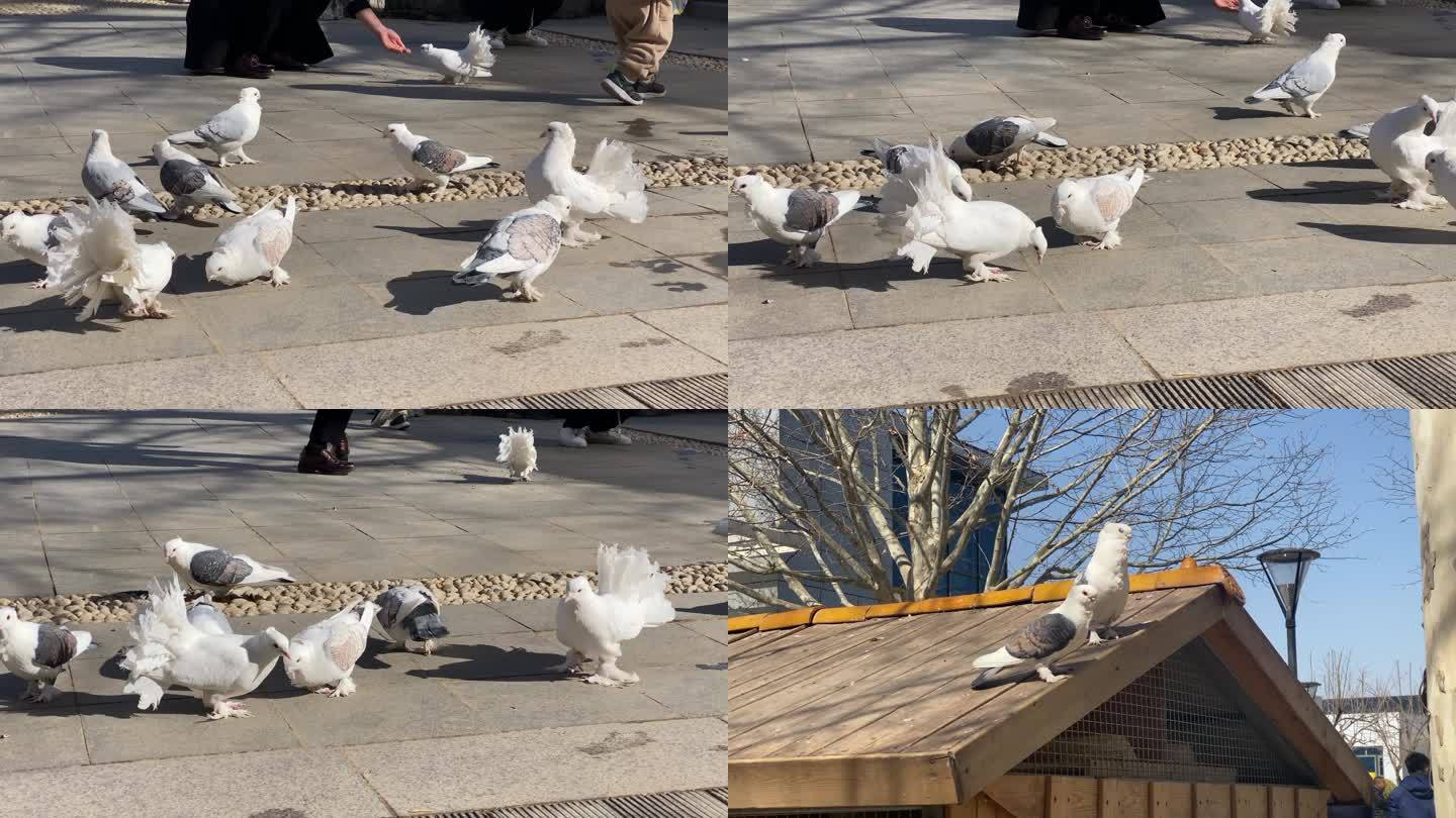 一群鸽子白鸽凤尾鸽在散步吃食4K一组镜头
