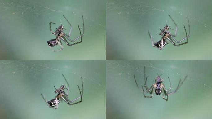 吃蜘蛛蜘蛛织网野外蜘蛛织网猎物